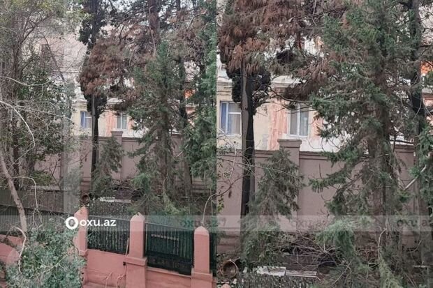 Səbail sakinləri: "Qurudulan yaşıllıq sahədə abadlıq işləri aparılmayıb" - ŞİKAYƏT + FOTO