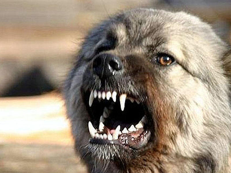 İt meşədə 9 kiloqrama yaxın "narkotik xəzinəsi" tapdı