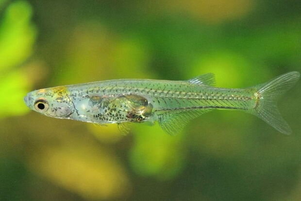 Dünyanın ən səs-küylü balığı müəyyən olundu - FOTO/VİDEO