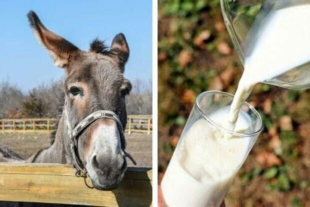 "Qızılcanın dərmanıdır" dedilər: Azərbaycanda eşşək südünün litri 100 manat oldu