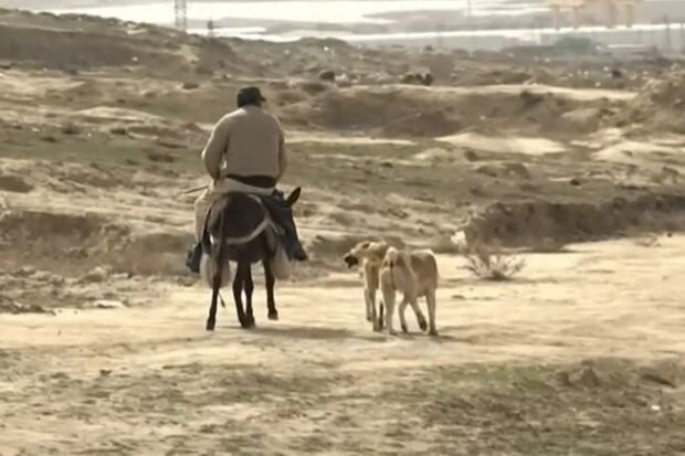 Qobuda şagirdə hücum edən çoban iti olub? - VİDEO