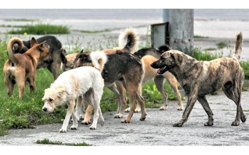 Masazırda yaşayan sakinlər sahibsiz itlərə görə ŞİKAYƏTÇİDİR: "Qobudakı hadisə təkrarlanmasın" -FOTO