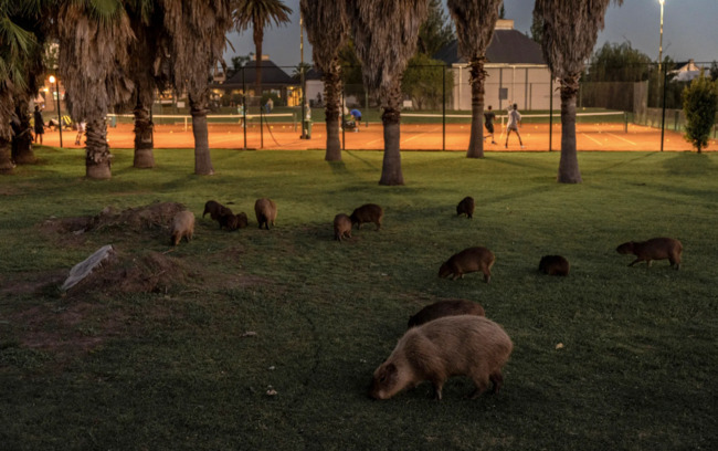 Nəhəng gəmiricilər bir qəsəbəni "ələ keçirdi" - FOTO