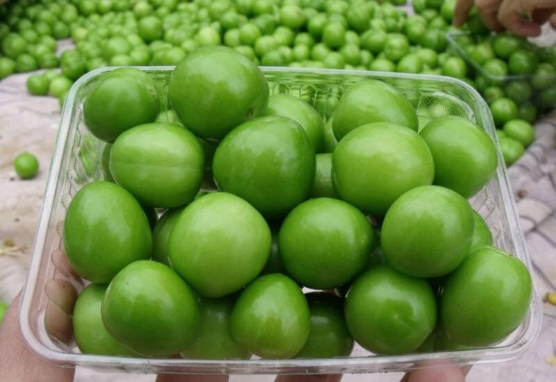 Qızıl qiymətinə satılan meyvələr: Bahaçılığın səbəbi nədir? - ARAŞDIRMA + VİDEO