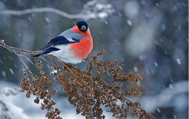 Bu rayonlara qar yağıb