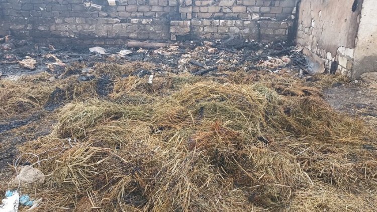 Goranboyda sifarişli yanğın: 230 baş heyvan tələf oldu