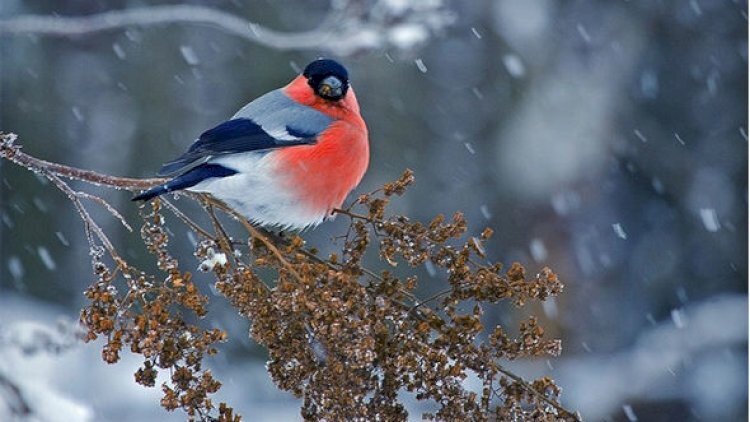 Qar yağacaq - XƏBƏRDARLIQ