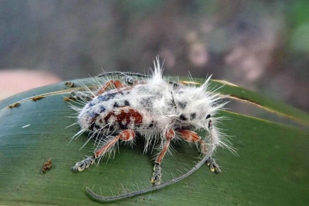Avstraliyada elmə məlum olmayan tüklü böcək aşkarlandı