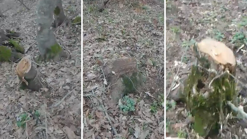 Göytəpə meşəsində "soyqırım": 20 gündə minlərlə ağac kəsilib (VİDEO)