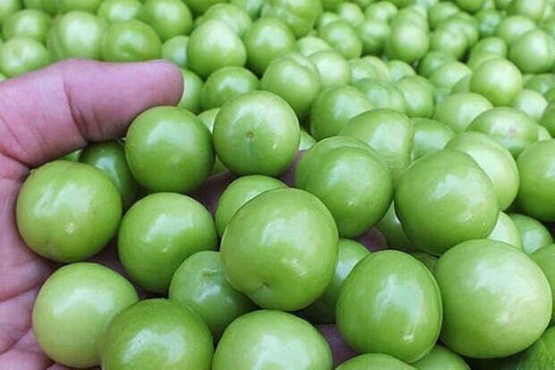 Qızıl qiymətinə satılan zəhər: Mövsümündən əvvəl bazara çıxarılan alçanın İNANILMAZ ZƏRƏRLƏRİ