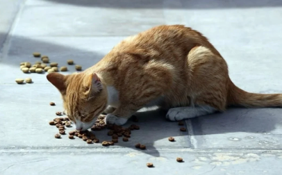 Evdə 159 pişiyi olan cütlüyə ev heyvanı saxlamaq qadağan edildi