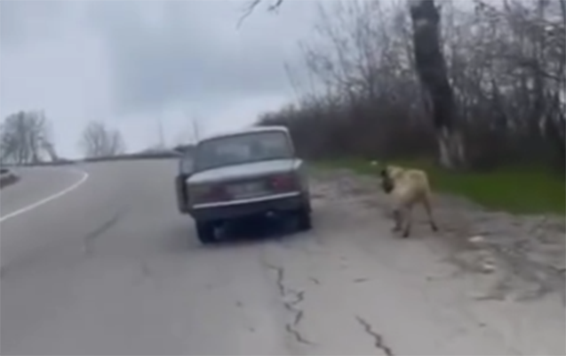 İtə zorakılıq edilməsi ilə bağlı araşdırma aparılır - Video