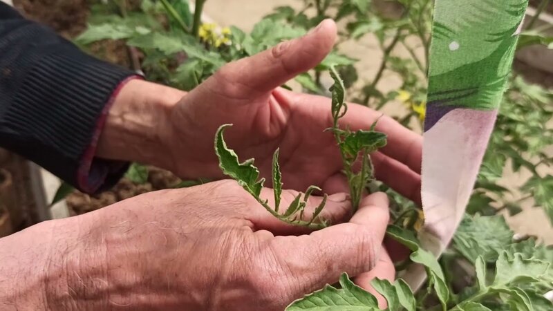 Belə getsə pomidor OLMAYACAQ: SƏBƏBİ isə... - VİDEO