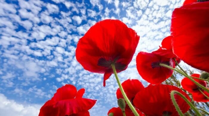 Bakıda 24, rayonlarda 27 dərəcə isti olacaq