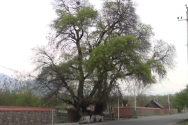 Balakəndə 11 əsrə şahidlik edən, inanc yeri olan ağac - VİDEO