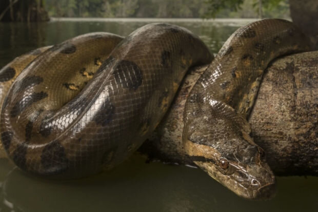 Alimlər Yer tarixinin ən iri ilanının qalıqlarını aşkar ediblər