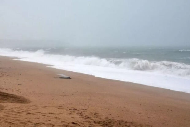 İrlandiya sahillərində naməlum heyvanın cəsədi tapılıb - FOTO