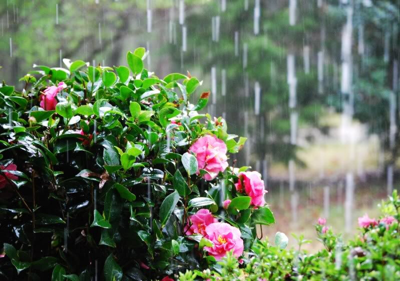 Sabah yağış yağacaq, külək əsəcək