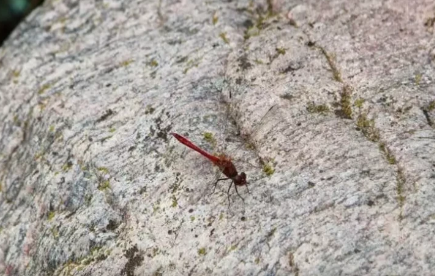 Dünyanın ən ölümcül iynəli heyvanı BU BÖCƏKDİR