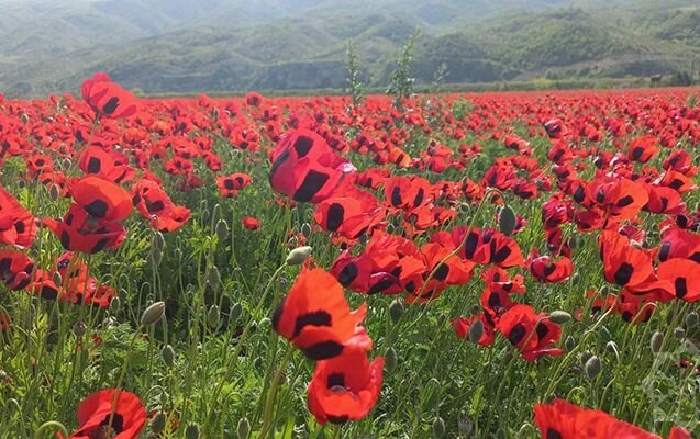 Al lalələri ilə görənləri heyran edən Xocalıdan - Fotolar