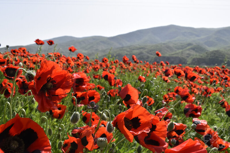 Al lalələri ilə görənləri heyran edən Xocalıdan - Fotolar