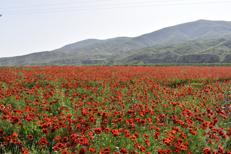 Al lalələri ilə görənləri heyran edən Xocalıdan - Fotolar