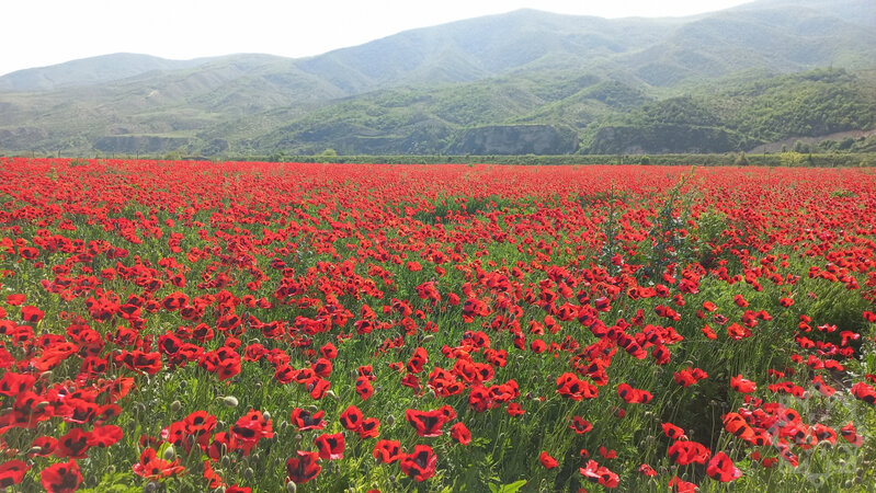 Al lalələri ilə görənləri heyran edən Xocalıdan - Fotolar