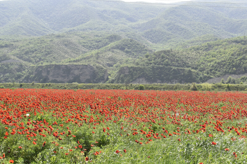 Al lalələri ilə görənləri heyran edən Xocalıdan - Fotolar