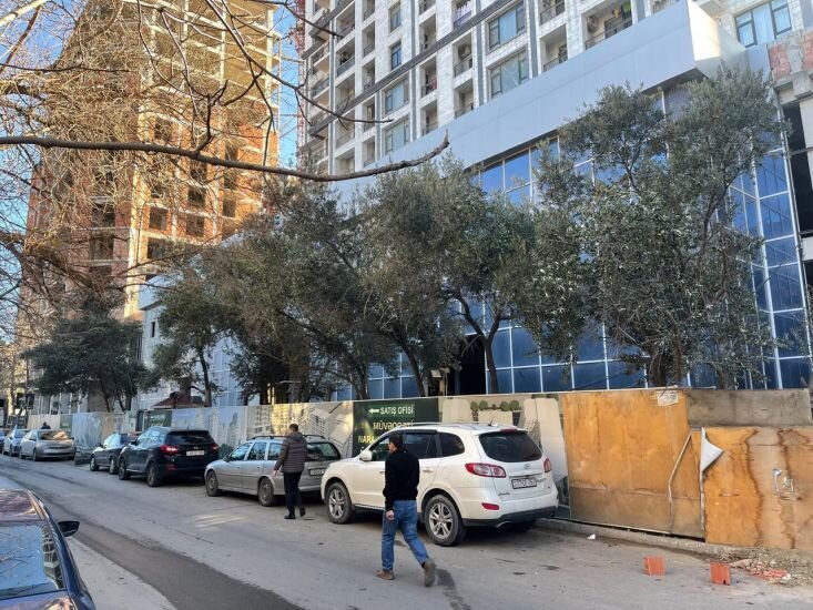 Nərimanovda COP29 öncəsi ağaclar məhv edildi - Fotolar