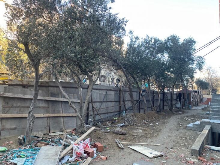 Nərimanovda COP29 öncəsi ağaclar məhv edildi - Fotolar