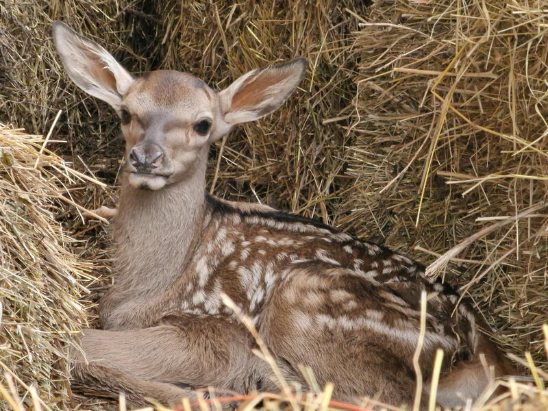 Şahdağ Milli Parkında nəcib marallardan birinin balası dünyaya gəlib - FOTO