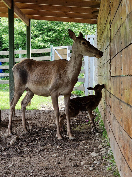 Şahdağ Milli Parkında nəcib marallardan birinin balası dünyaya gəlib - FOTO