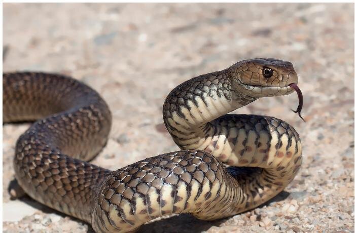 İlan sancması zamanı nə kimi tədbirlər görmək lazımdır?