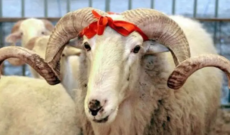 Qurban bayramı ərəfəsində ət bahalaşacaq?