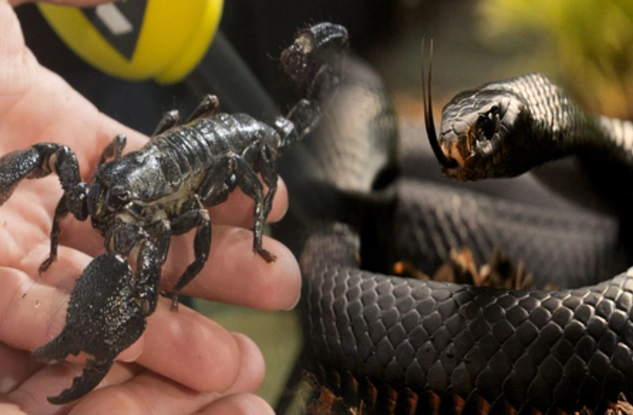 Cəlilabadda əqrəb və ilanlar sakinlərə hücum edirlər