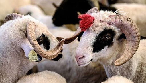 Kimlər qurban KƏSƏ BİLMƏZ? - AÇIQLAMA