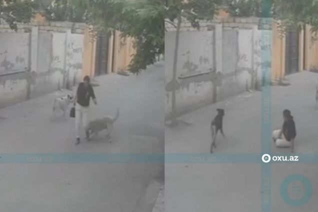 Öz yolu ilə gedirdi, itlər hücum çəkdilər - Xırdalandan GÖRÜNTÜLƏR