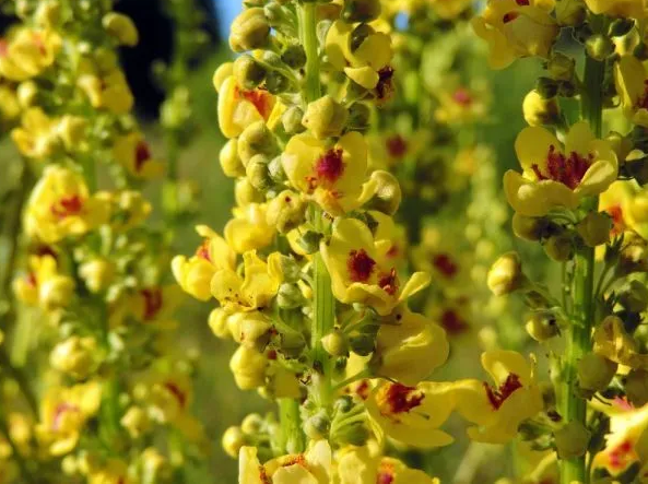 Çoxlarının adını belə eşitmədiyi dərman bitkisi: Sığırquyruğunun faydaları