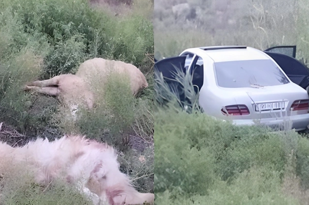 Kürdəmirdə avtomobil qoyun sürüsünə çırpılıb: Xəsarət alan var