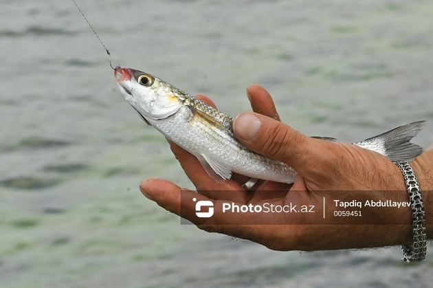 Həvəskar balıqçılara şad xəbər: Qadağa aradan götürüldü