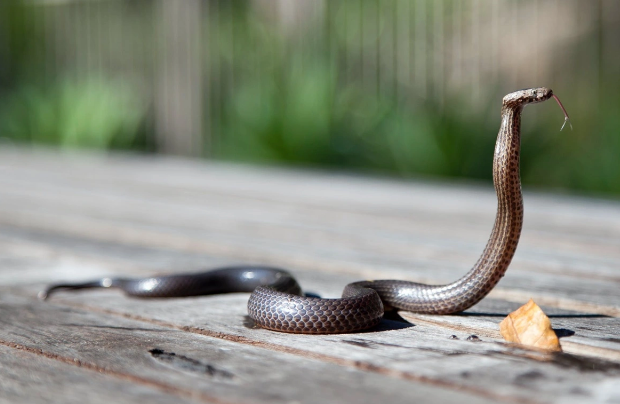 65 yaşlı kişini ilan sancdı