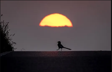 Bu tarixdə Yer Günəşdən maksimum uzaqlaşacaq - Astronom açıqladı