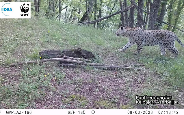 Kəlbəcər meşəsində bəbir görünüb