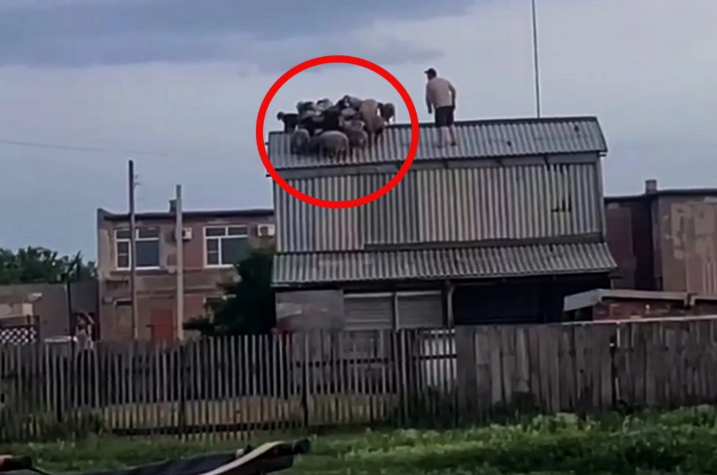 "Əcdadların çağırışı" və ya qoyunların macərası: Omskda qeyri-adi hadisə