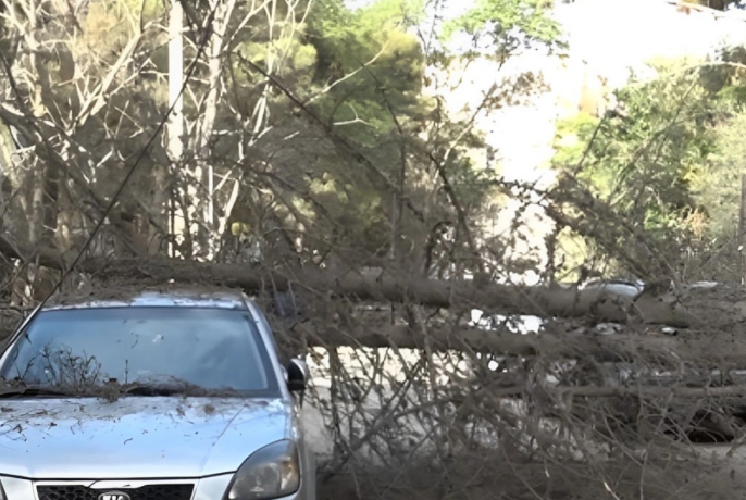 Bakıda nəhəng ağac AŞDI: Ətrafa ziyan dəydi