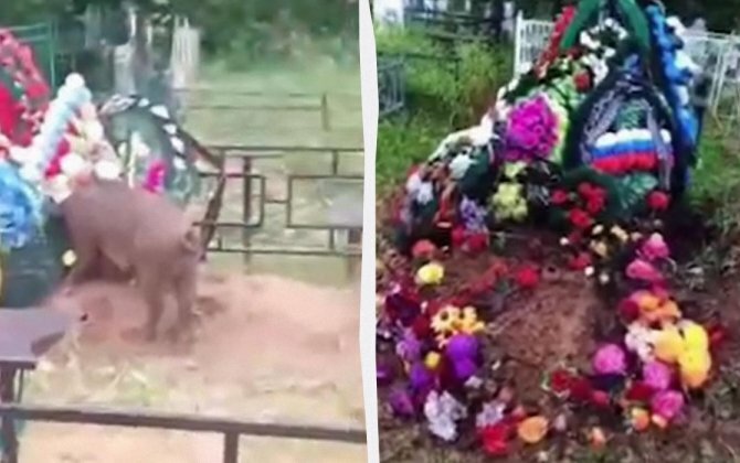 "Vandal" donuzlar Ukraynada ölmüş işğalçı Rusiya hərbçilərinin məzarlarını oyur...+VİDEO