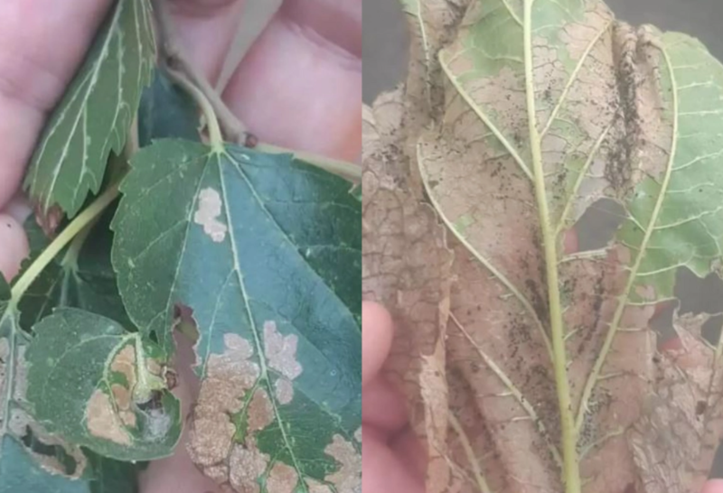Azərbaycanda tut ağaclarında kütləvi xəstəlik yayılıb