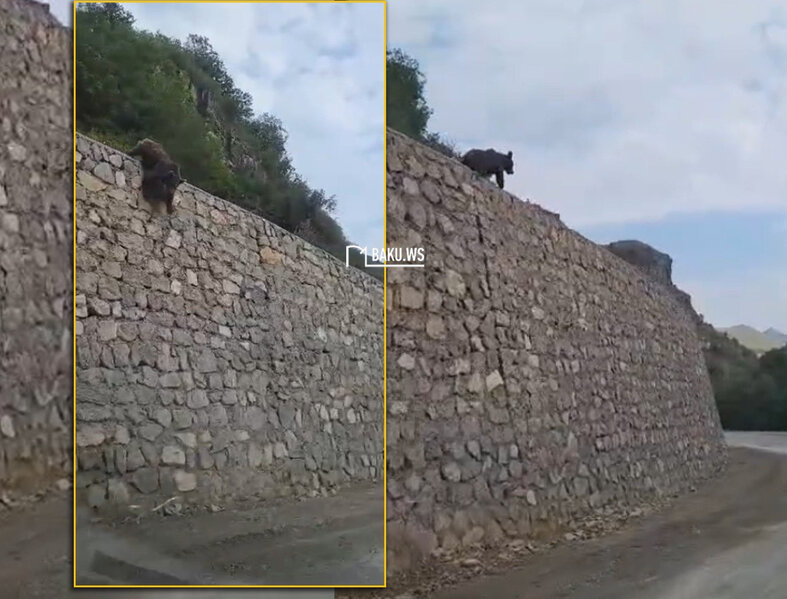 Kəlbəcərdə ayı balası görüntülənib - VİDEO