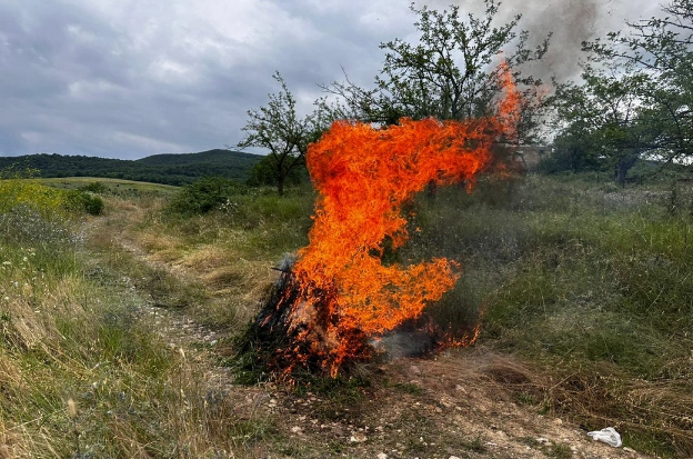 Xaçmazda bir tondan artıq çətənə kolu məhv edilib