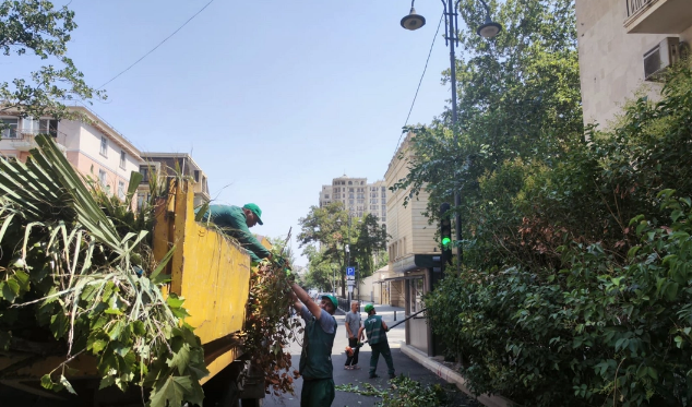 Yol hərəkət nişanlarının görünməsinə mane olan ağaclar budanıb